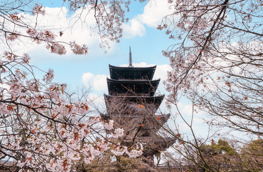 Kyoto in Bloom: Chasing Cherry Blossoms and Timeless Traditions…